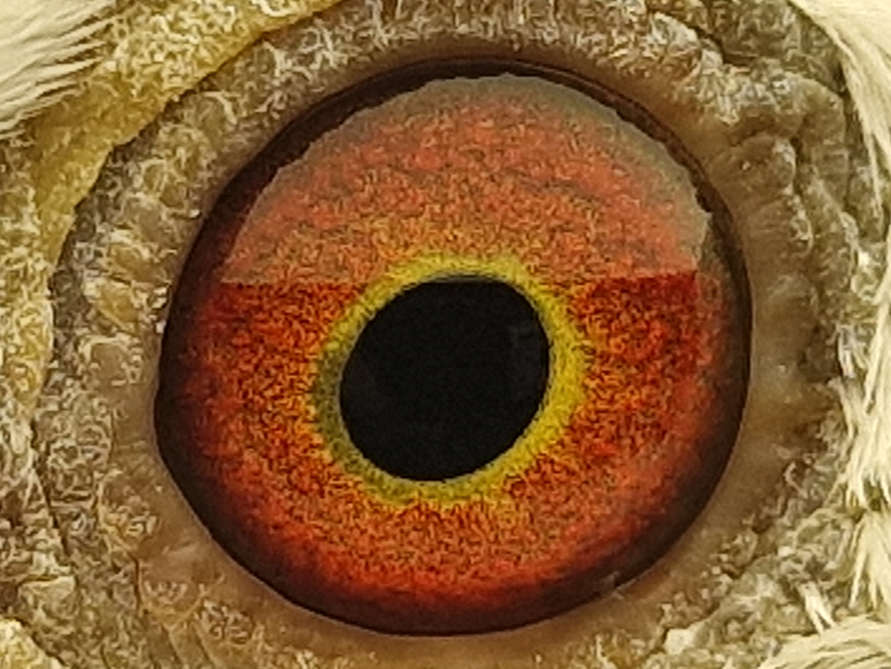 Pigeon eye